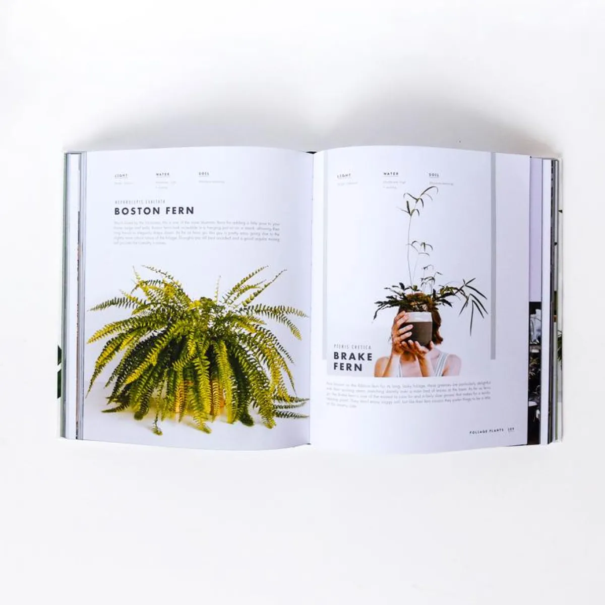 Sale Betsy & Iya Leaf Supply - The Indoor Plant Guide