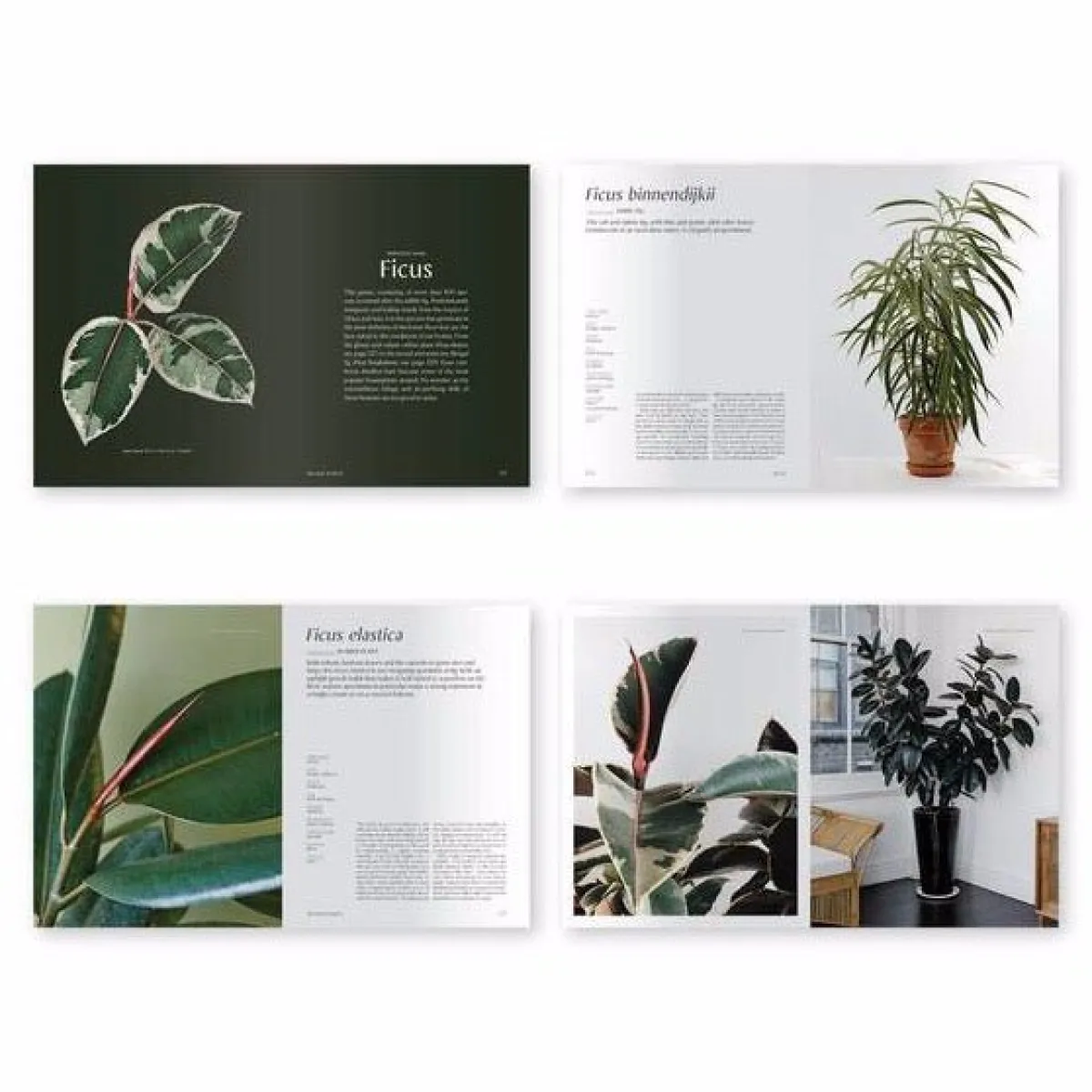 Best Betsy & Iya Plantopedia - The Definitive Guide to Houseplants