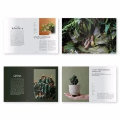 Best Betsy & Iya Plantopedia - The Definitive Guide to Houseplants
